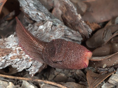 Parmavitrina megastoma