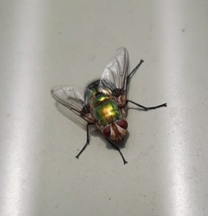 Chrysorutilia