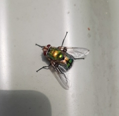Chrysorutilia