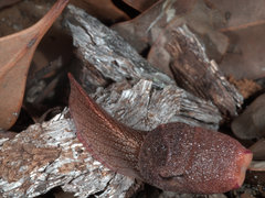 Parmavitrina megastoma