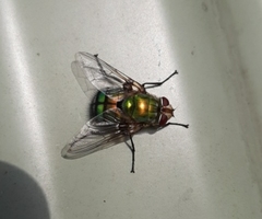 Chrysorutilia