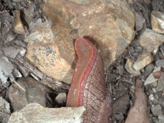 Parmavitrina megastoma