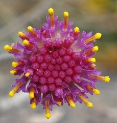 Jacobaea boissieri