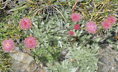Jacobaea boissieri