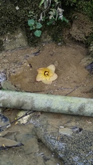 Hibiscus macrophyllus