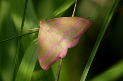 Rhodostrophia calabra