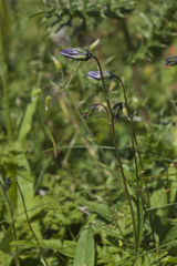 Campanula collina