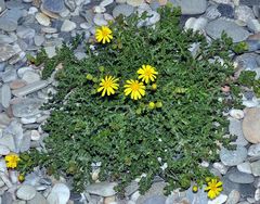 Senecio gallicus