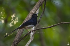 Copsychus albiventris