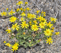 Senecio gallicus