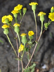 Senecio gallicus
