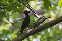 Dryocopus hodgei