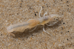 Trypaea australiensis