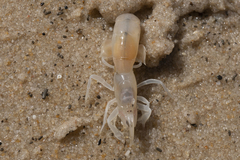 Trypaea australiensis