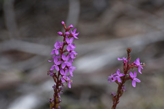 Stylidium montanum