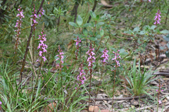 Stylidium montanum