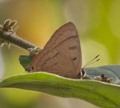 Rapala pheretima petosiris