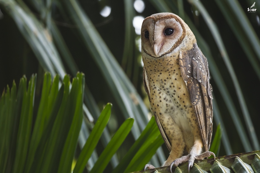 Andaman Masked-Owl (Tyto deroepstorffi) photo
