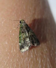Orthaga atribasalis