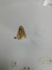 Tineola bisselliella