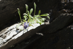 Campanula saxifraga