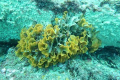 Steginoporella chartacea