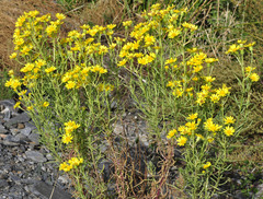 Senecio nevadensis malacitanus