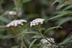 Ozothamnus stirlingii