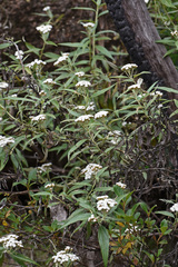 Ozothamnus stirlingii