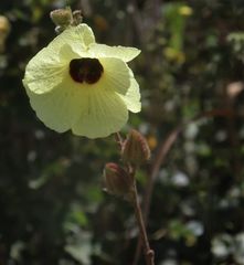 Hibiscus diversifolius