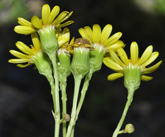 Senecio nevadensis malacitanus