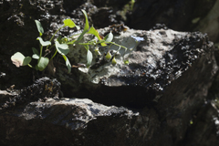 Omphalodes rupestris lojkae