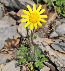 Jacobaea minuta