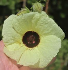 Hibiscus diversifolius