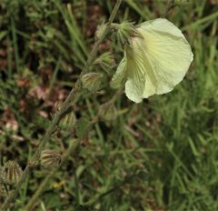 Hibiscus diversifolius