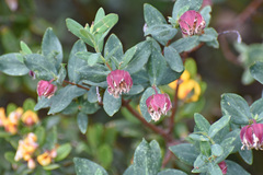 Pimelea ligustrina ciliata