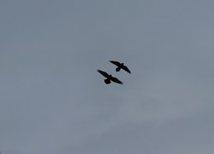 Corvus corax kamtschaticus