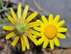 Jacobaea minuta