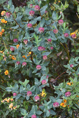 Pimelea ligustrina ciliata