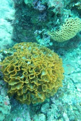 Steginoporella chartacea