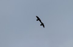 Corvus corax kamtschaticus