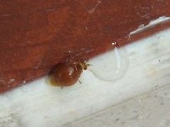 Celyphus difficilis