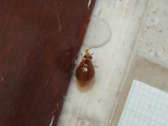 Celyphus difficilis
