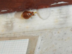 Celyphus difficilis