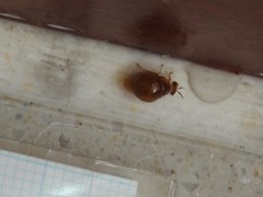 Celyphus difficilis