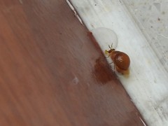 Celyphus difficilis