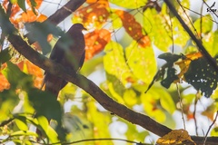 Macropygia rufipennis