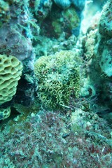 Adeonellopsis parvipuncta