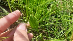 Alepidea