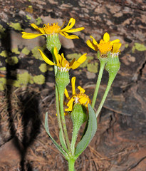 Senecio pyrenaicus
